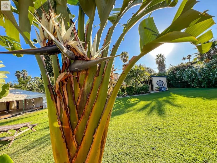 Finca Tierra Sana Estepona Buitenkant foto