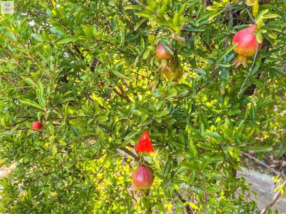 Finca Tierra Sana Estepona Buitenkant foto